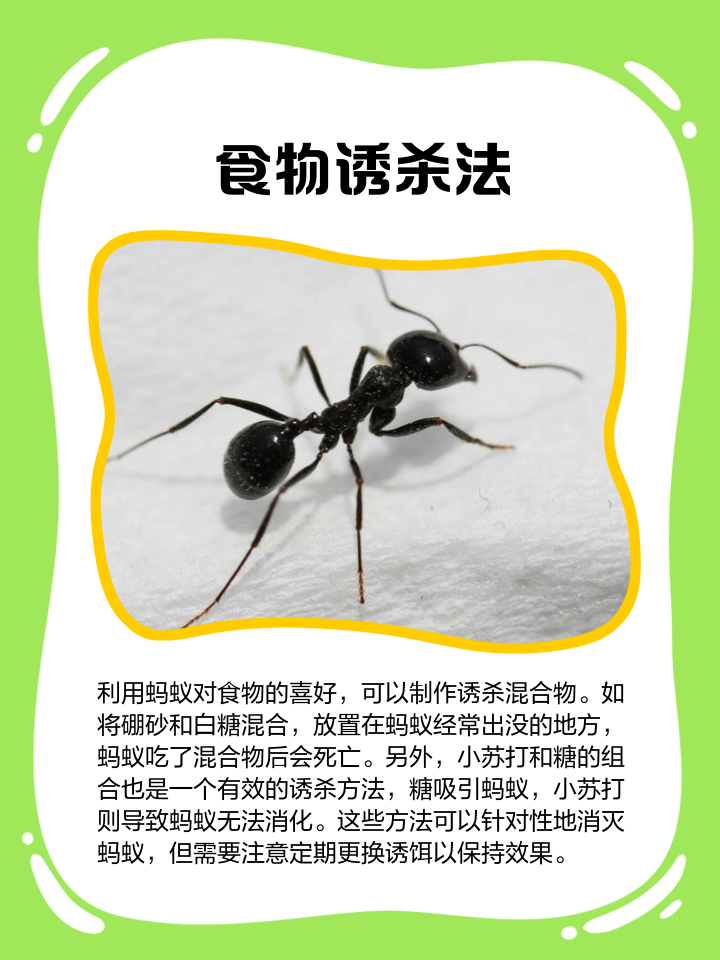 如何去除厨房的蚂蚁
